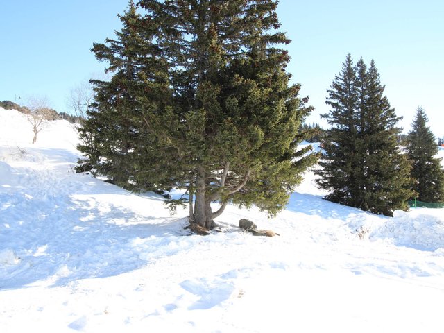 Résidence LES AUTANES - Chamrousse