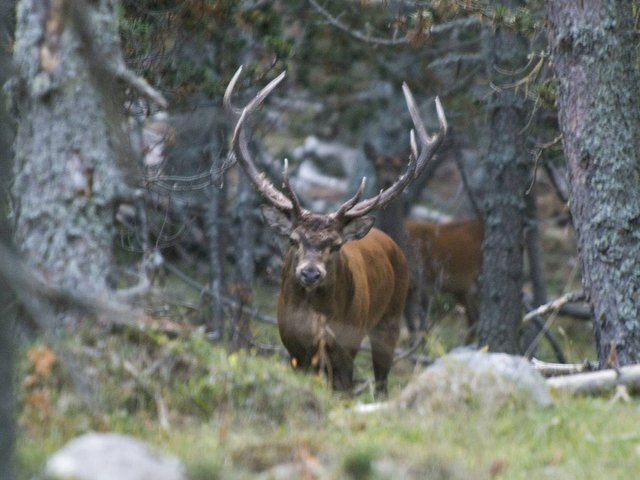 Résidence LES MYRTILLES - Font Romeu - Pyrénées 2000