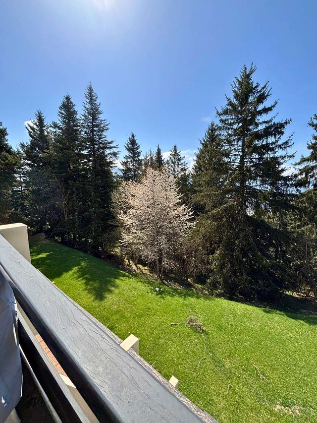 Appartement La Foret LS404 - Font Romeu - Pyrénées 2000