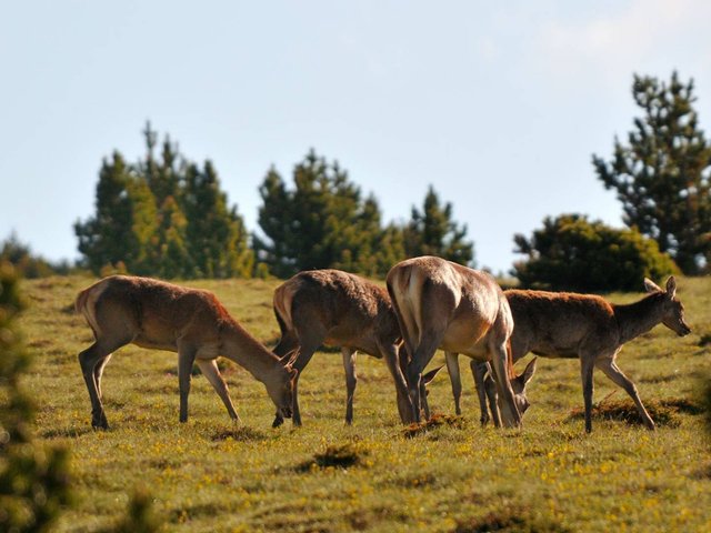 Résidence LES GENTIANES - Font Romeu - Pyrénées 2000