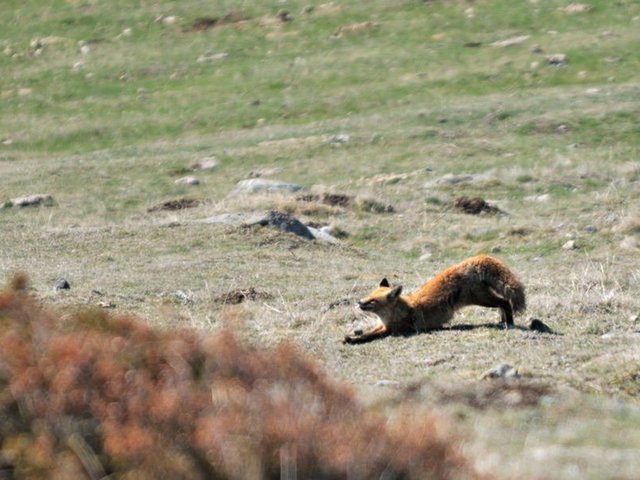Résidence le belvédère - Font Romeu - Pyrénées 2000