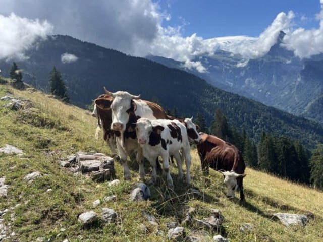 Studio 4 personnes - Samoëns